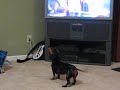 Air Hog Havoc vs Weiner Dog