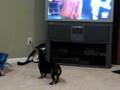 Air Hog Havoc vs Weiner Dog