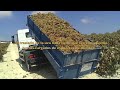 Vendimia en Jerez de la Frontera
