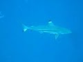 Shark attack vol. 1
