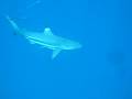 Shark attack vol. 1