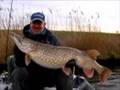Goedemoggel Snoek 117cm