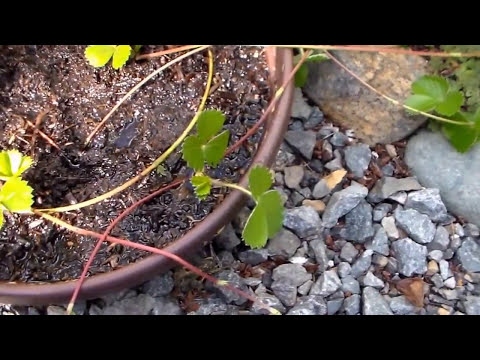 how to cut and replant strawberry runners