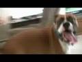 Otis the Boxer Dog