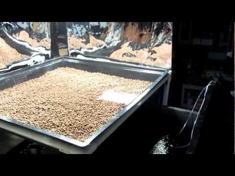 how to drain lettuce