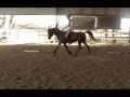 Spyte Fyre MM For Sale