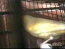 chocobo en apuros chocobo en apuros