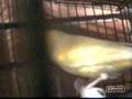 chocobo-en-apuros