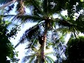 Thai Coconat - Aroi