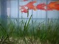 Swordtails Tank In The Balcony After Re-Setup