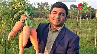 জাপানি জায়ান্ট গাজর( Japanese Carrot) চাষ বাংলাদেশে- অর্গানিক সয়েল চার্জিং প্রযুক্তি