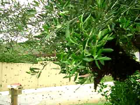 carsales gumtree carsales gumtree