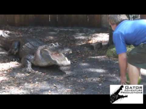 alligator - In honor of Memorial day we decided to provide the alligators with a summer feast of watermelon, and yes we know alligators don't normally eat watermelon... ...