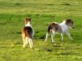 Miniature Horse Foals Playing