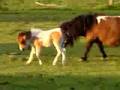 Miniature Horse Foals Playing