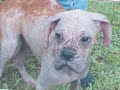 FBR presents...the Boxer dog! FBR presents...the Boxer dog!