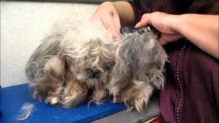 Clipping Matted Dog