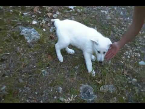 Tigerlilys Mr. Midnight Pomegranate White Male Puppy