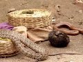 Real Snake Charmer - Amazing