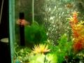 our fresh water fish tank