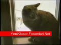 komik-kediler-marifetli-kediler-yeniklasorforumlarinet.html