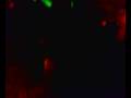 videos de rocko122