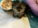 Gizmo - Morkie boy @ 11 wks old