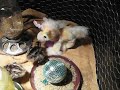 Baby turkeys are noisy!
