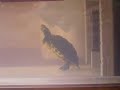 mi tortuga (Venus) comiendo