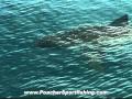 Great White Shark off the Outer Banks of North ...