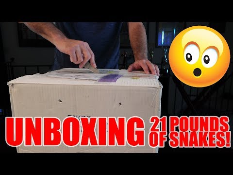 YouTube reptile video