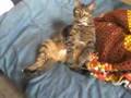 cat sitting like a human