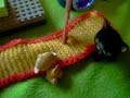 Tuhma hamsteri Tuhma hamsteri