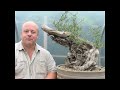 Bonsai Tree Wood Carving Demonstration