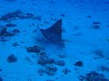 molokini-spotted-eagle-ray-foraging.html