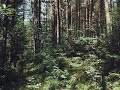 Kombi - Wspomnienia z pleneru