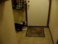 Doogie greets Brett when he gets home from work
