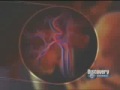 discovery channel o guia completo da gravidez   parte 03/05