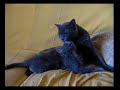Neko y Amra - Babycat Sitter