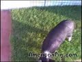 Barbie Q., the pot bellied pig, loves Home Depot!