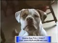 Extreme FUNNY - Talking Cat Videos - Talking Dogs