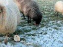 Schapen in het Heuvelland  West-Vlaanderen (2007)