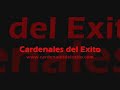 cardenales del exito   la raiz de la gaita