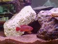280 liter tank shark just for one day