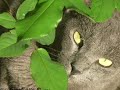 Graystripe\