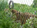 Tigers eating at Jungle Cat World