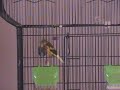 Spanish Champion Singing Canary Spanish Champion Singing Canary