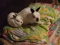 30 augustus 5 dieren smorgens vroeg