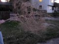 The biggest Tumbleweed