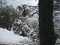 segona jornada de nevades als ports maestrat i la tinença